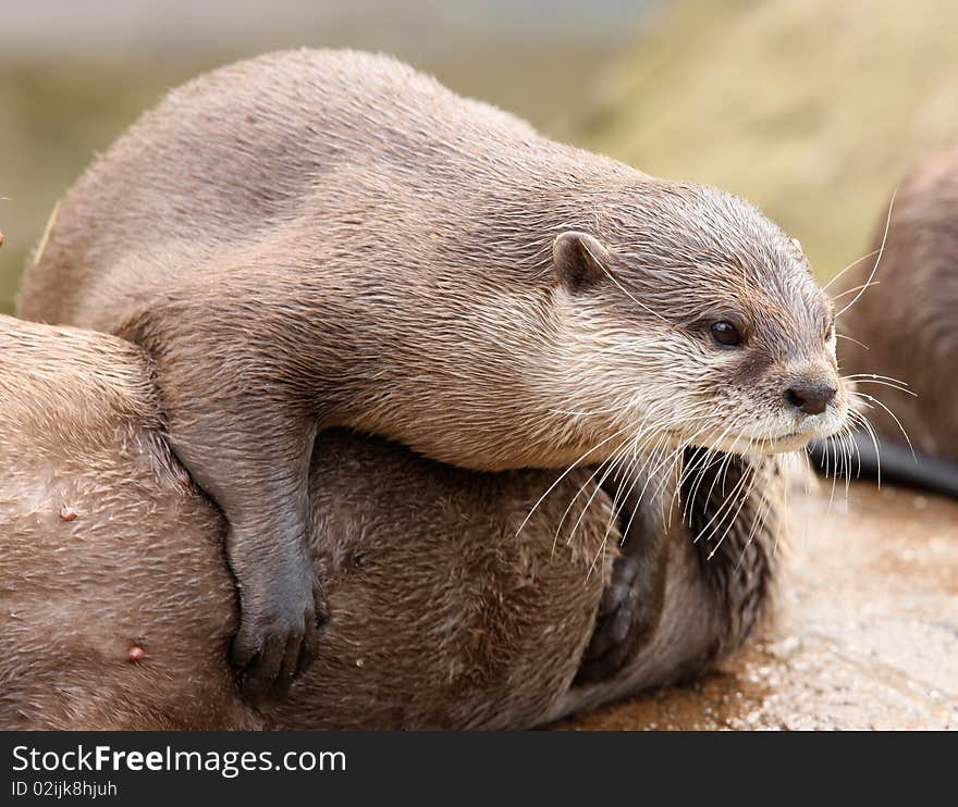 A playful young Otter with his mum