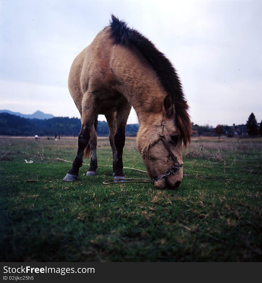 Feeding horse