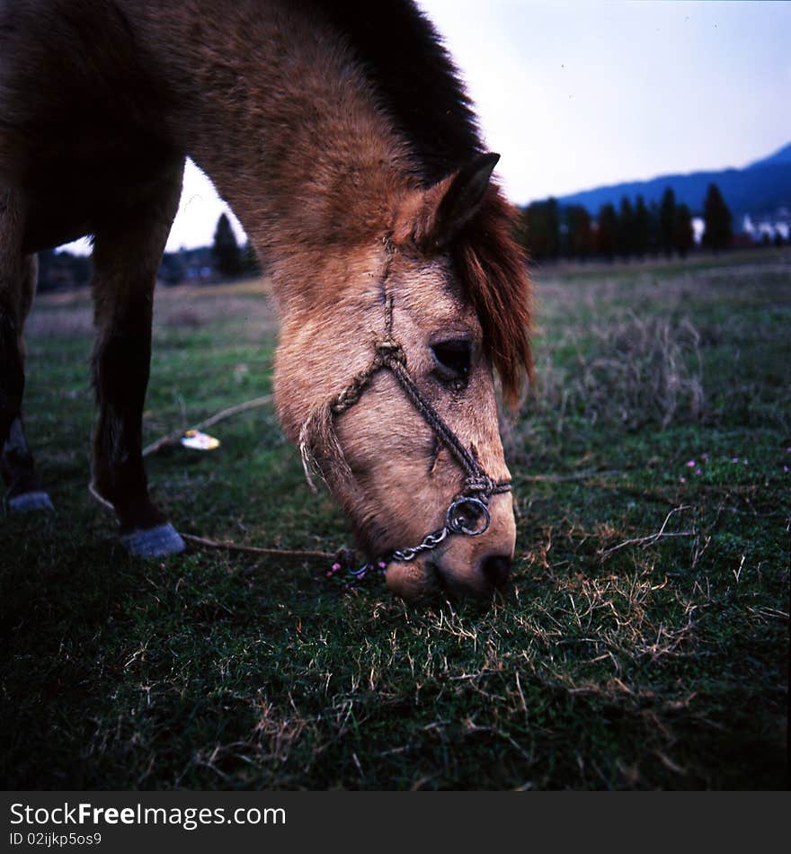 Feeding Horse