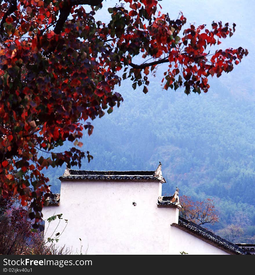 Maple Leaf And Old Building