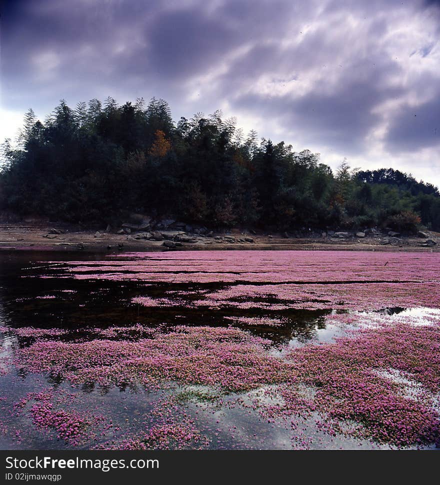 Flower pond