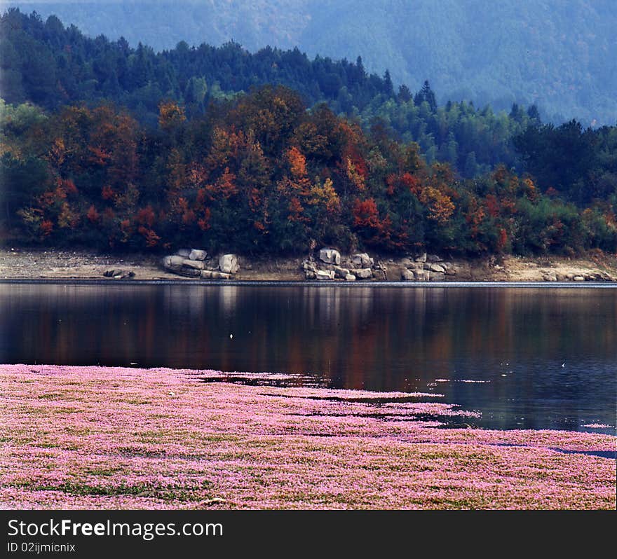 Flowers around the pond，shoot it in tachuan anhui zhejiang China. Flowers around the pond，shoot it in tachuan anhui zhejiang China.