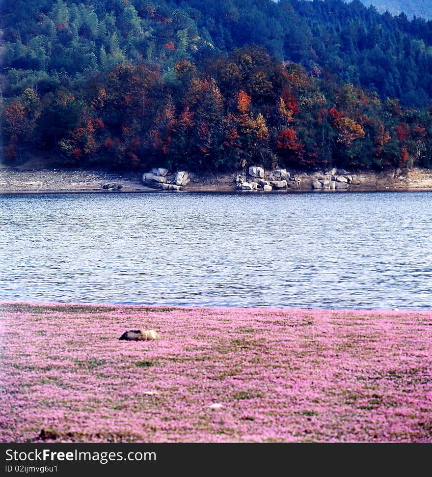 Flowers around the pond，shoot it in tachuan anhui zhejiang China. Flowers around the pond，shoot it in tachuan anhui zhejiang China.