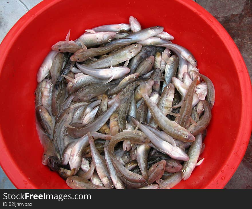 Fishes In Red Basin