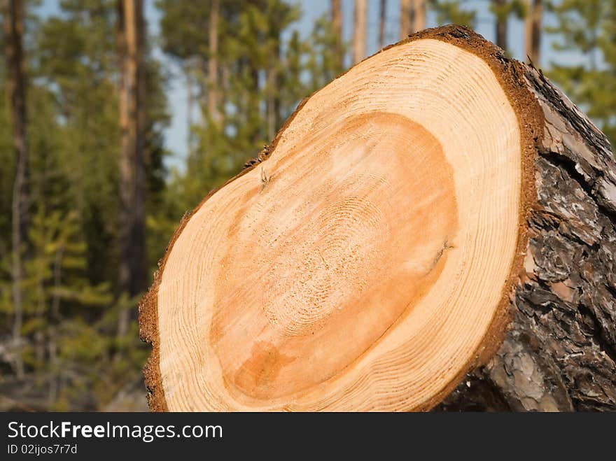 Trunk of the big tree in a cut. Trunk of the big tree in a cut