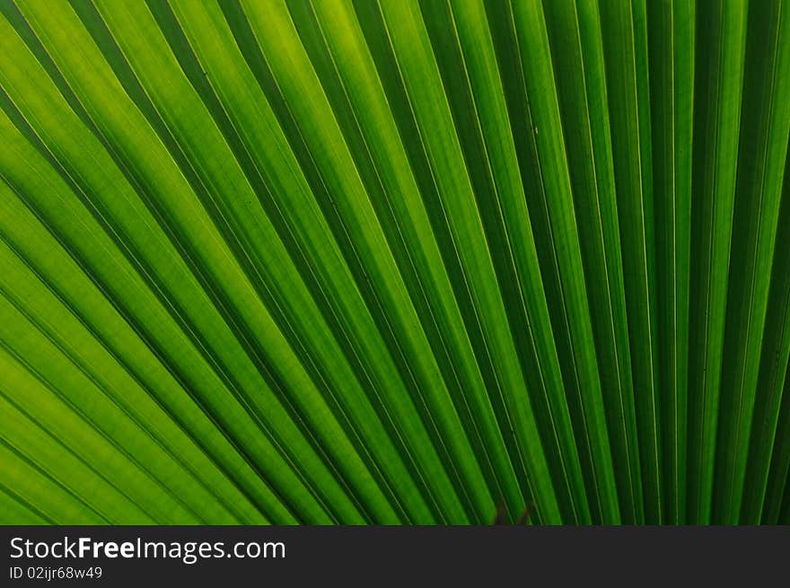 Closed up detail of palm tree leaf. Closed up detail of palm tree leaf.