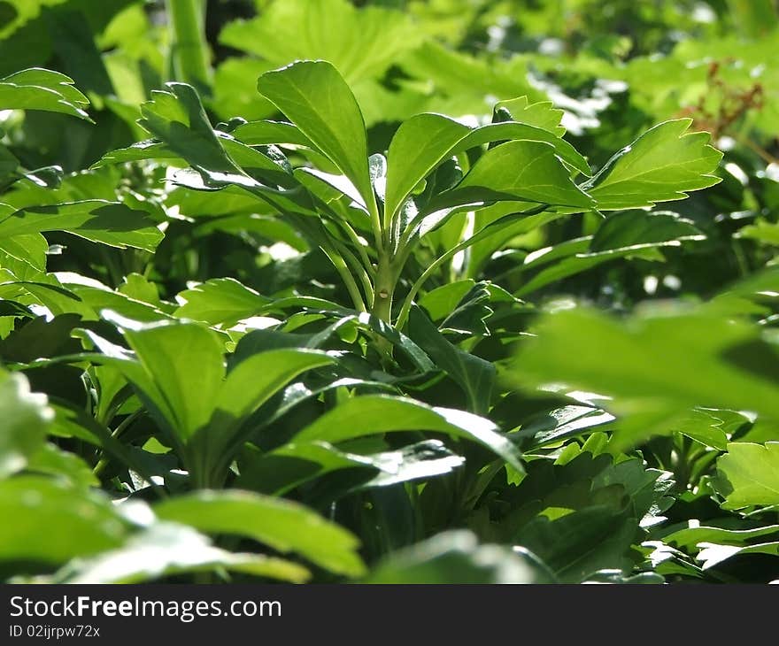 Closeup of sun filling leaves with light. Closeup of sun filling leaves with light