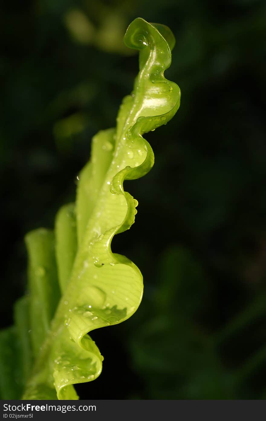 Green Leaf