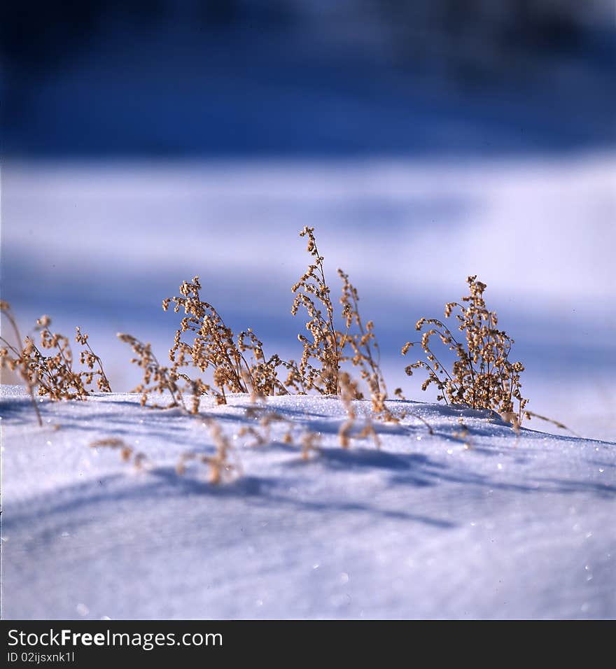 Grass in the snow field