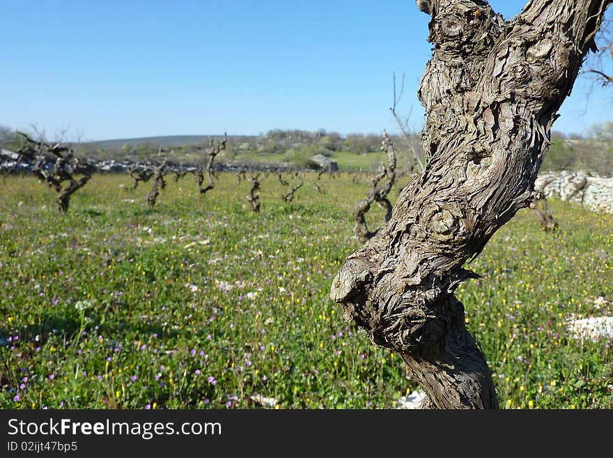 See a grapevine field in spring with grasland.