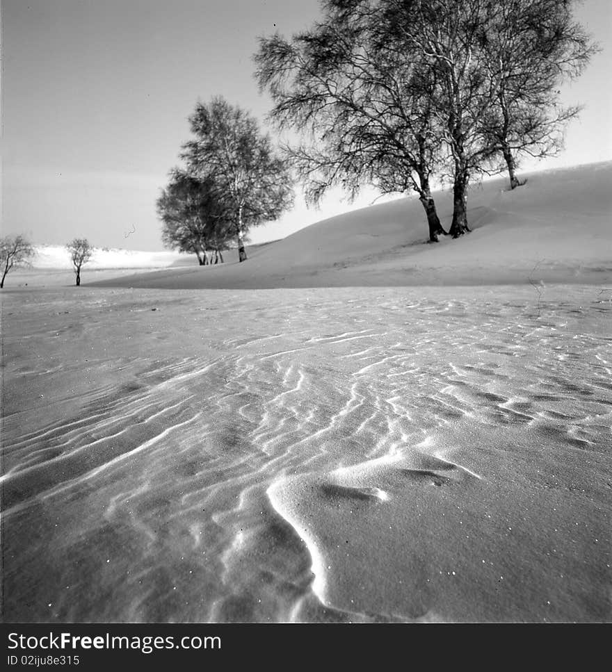 White birch in the snow field