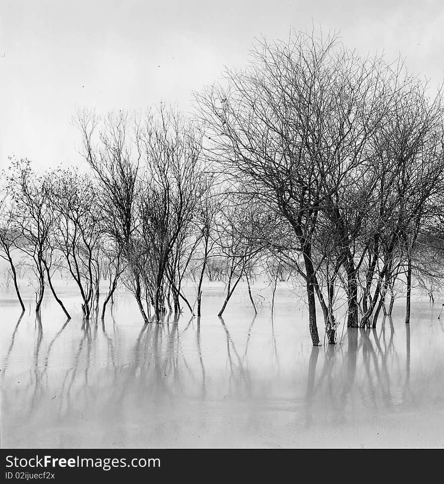 Bush In The Frozen River