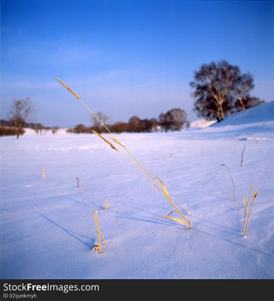 Ice Grass In The Frozen River