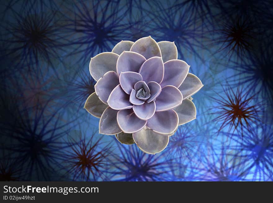 Succulent on a textured blue background