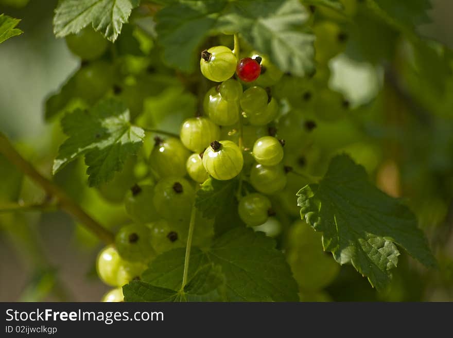 Red and green currant