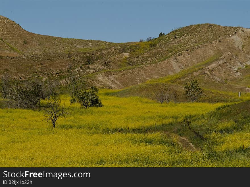 Meadow with wild mustard