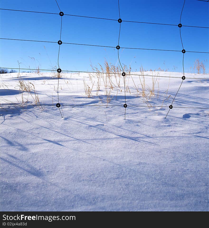 Grass in the snow field,shoot in hebei bashang .