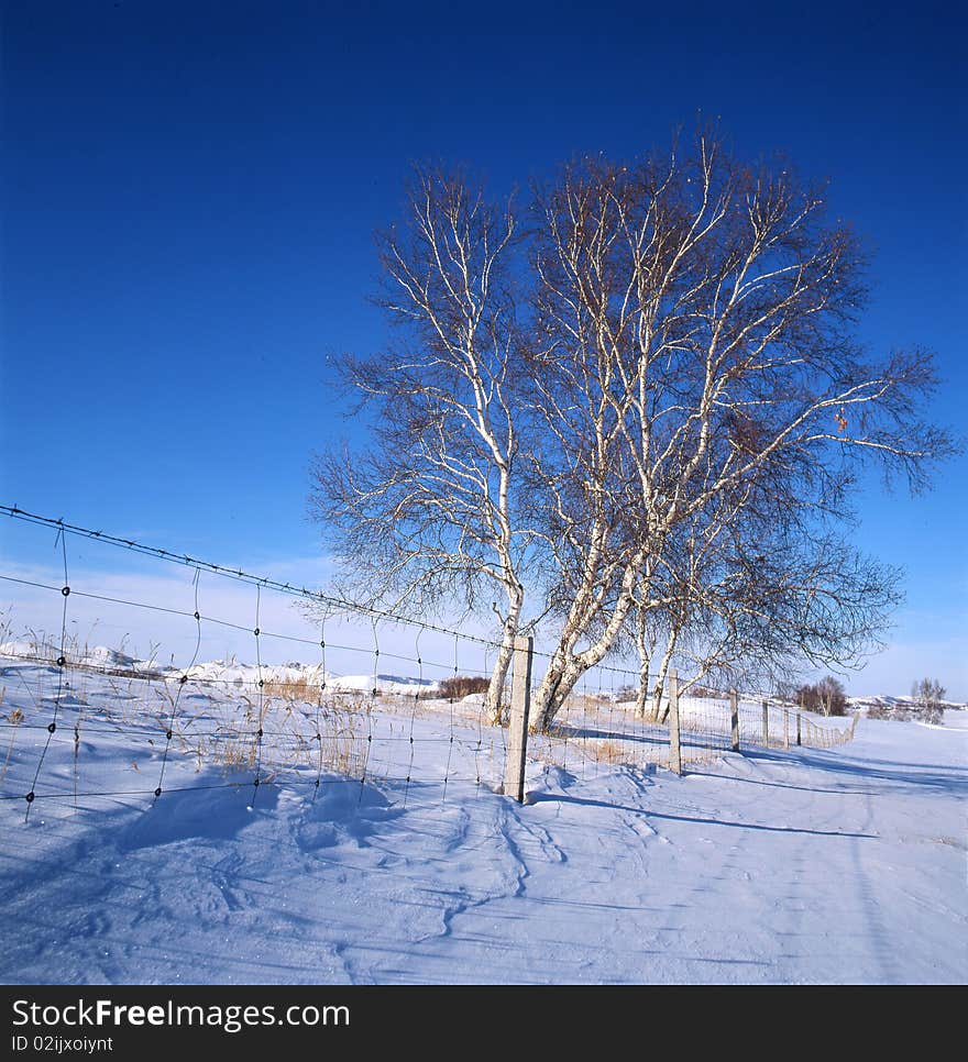 White birch in the snow field