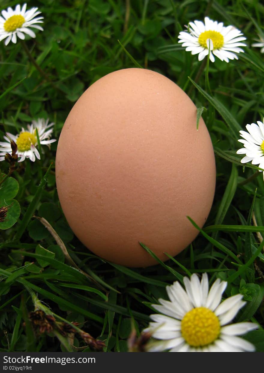 Hen s egg  in the  grass