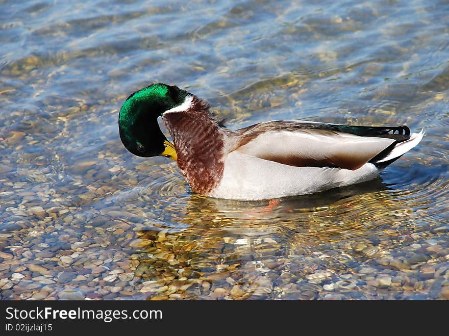 Male duck green head over transparent water. Male duck green head over transparent water