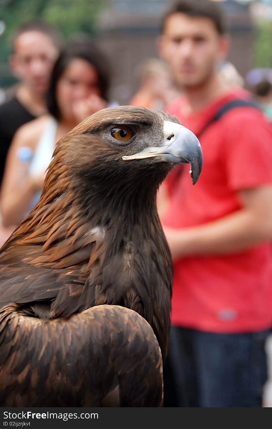 Brown Eagle on street