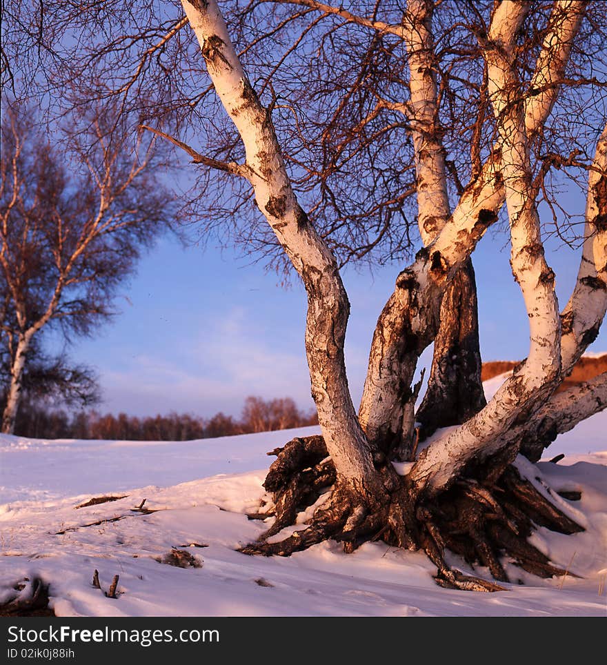 The white birch is in snow field,shoot in hebei bashang .