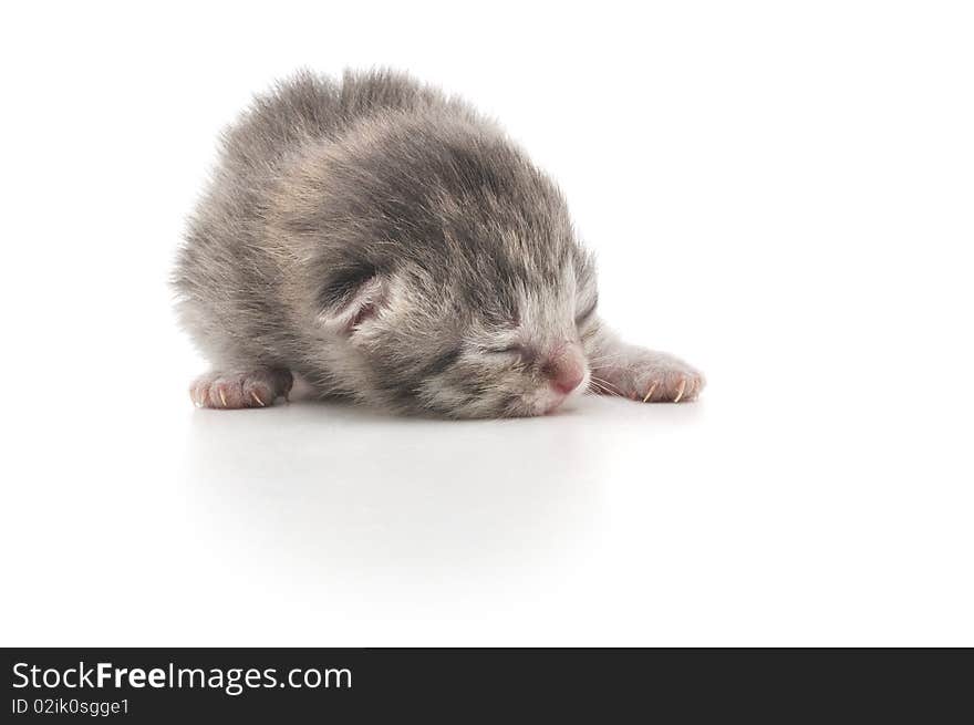 Newborn Kitten