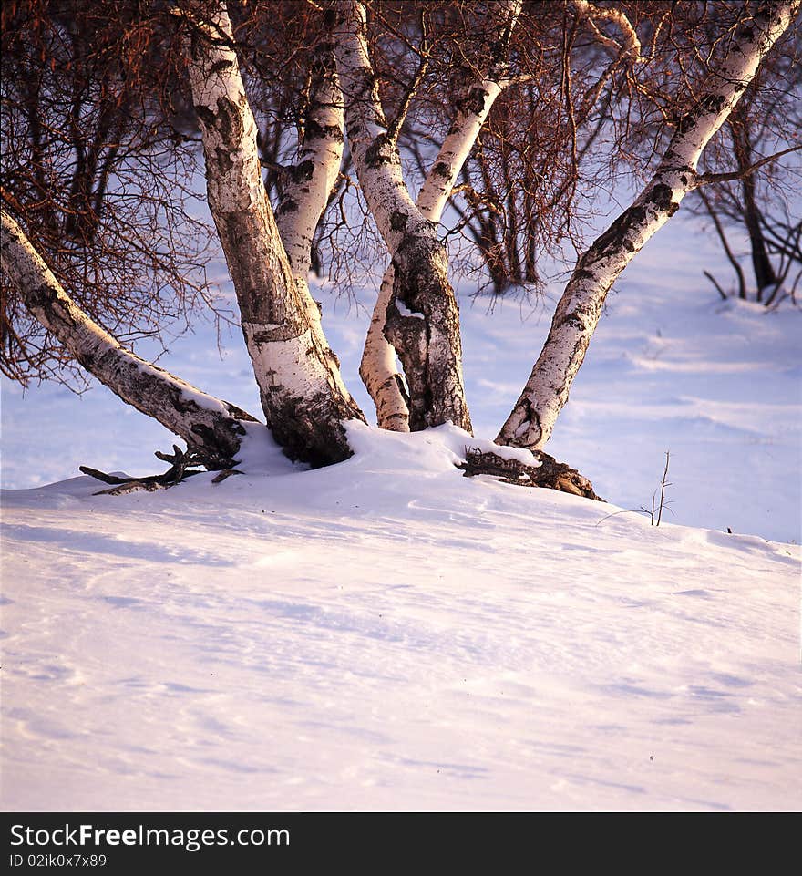 The white birch is in snow field,shoot in hebei bashang .