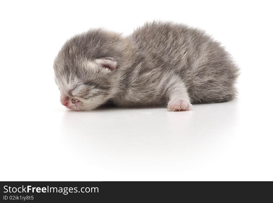 Newborn Kitten