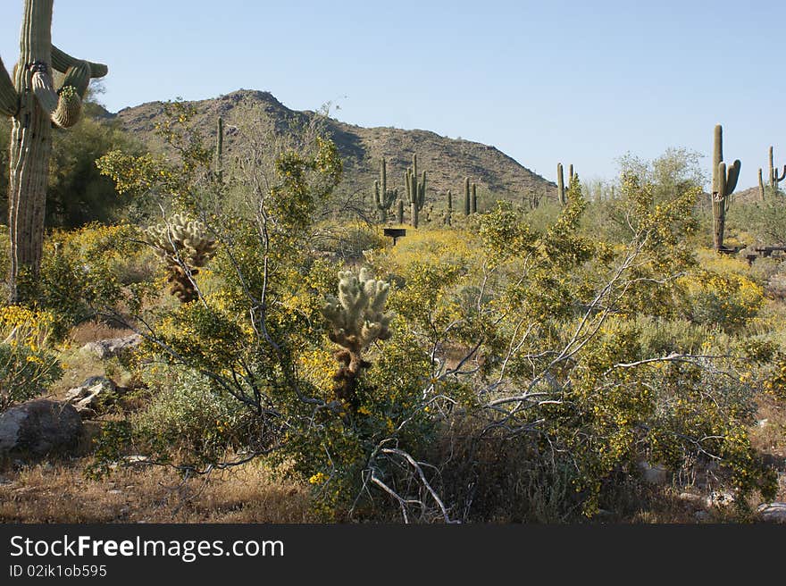 Desert landscape