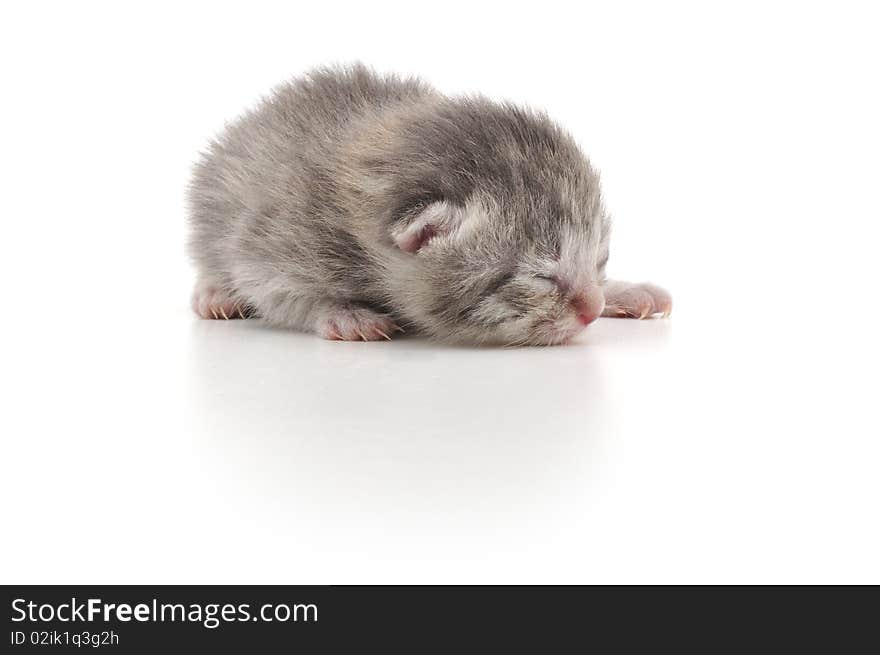 Newborn kitten