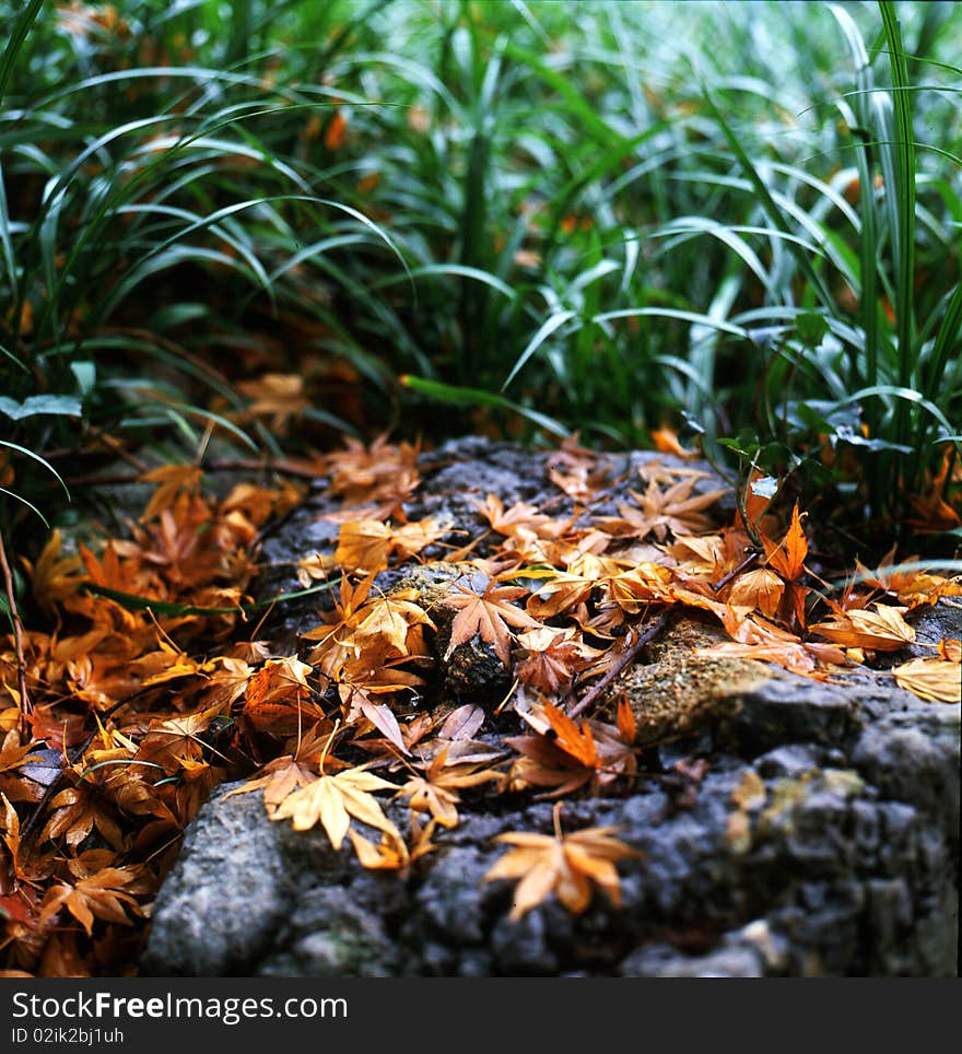 Maple Leaf,shoot beside the westlake.