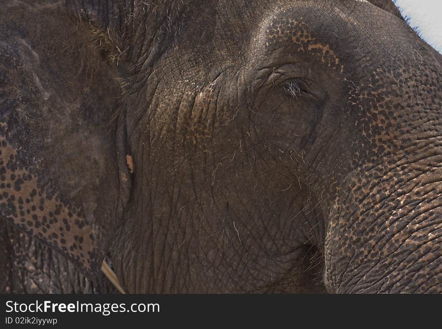 Thai Elephant,asia Elephant