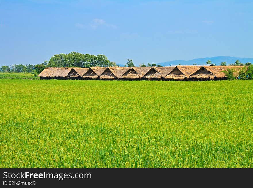 Green fram and the hut, landscape. Green fram and the hut, landscape