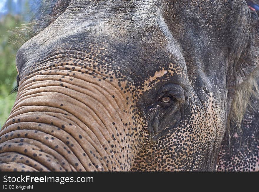 This picture is Thai elephant,asia elephant