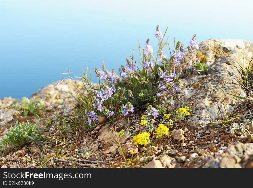 Sea landscape with natural wild flowers on forefront and sea background