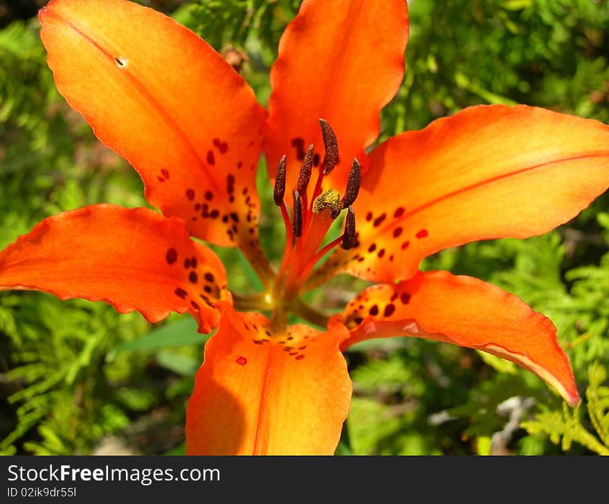 Orange Lily on the Bruce