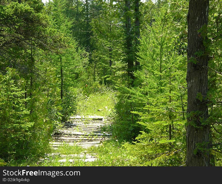 Trail through the woods in the Bruce. Trail through the woods in the Bruce