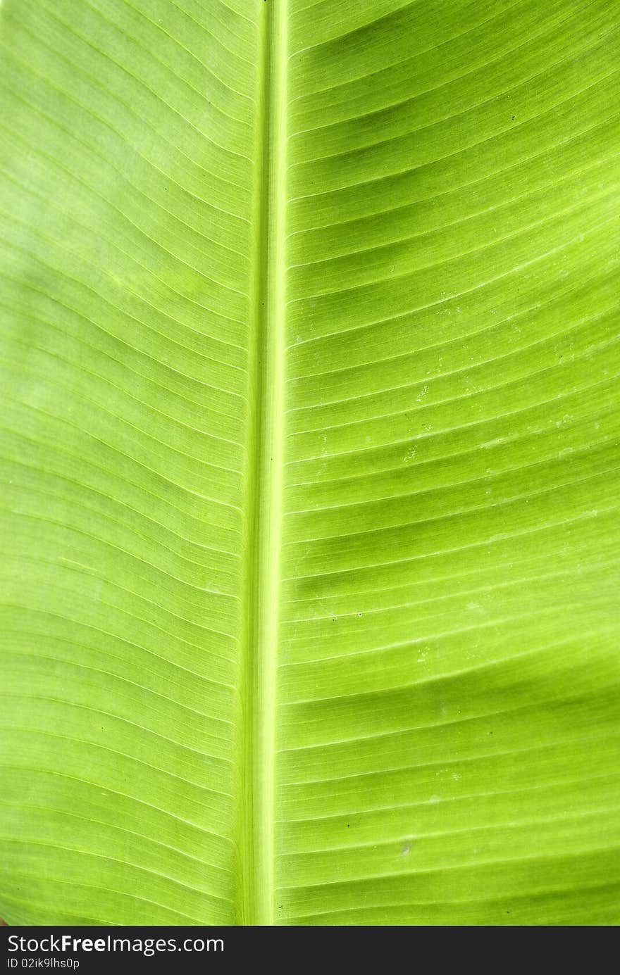 Close-up picture of green fresh banana leaf.