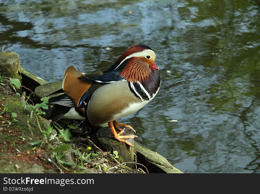 Mandarine duck standing ashore the pond (by the waterside). Mandarine duck standing ashore the pond (by the waterside).