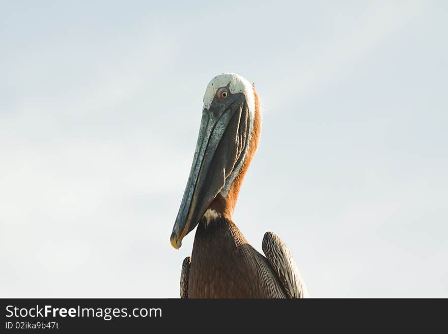 Pelican close up