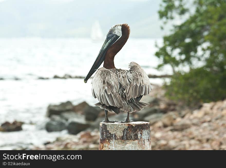 From a pelican view