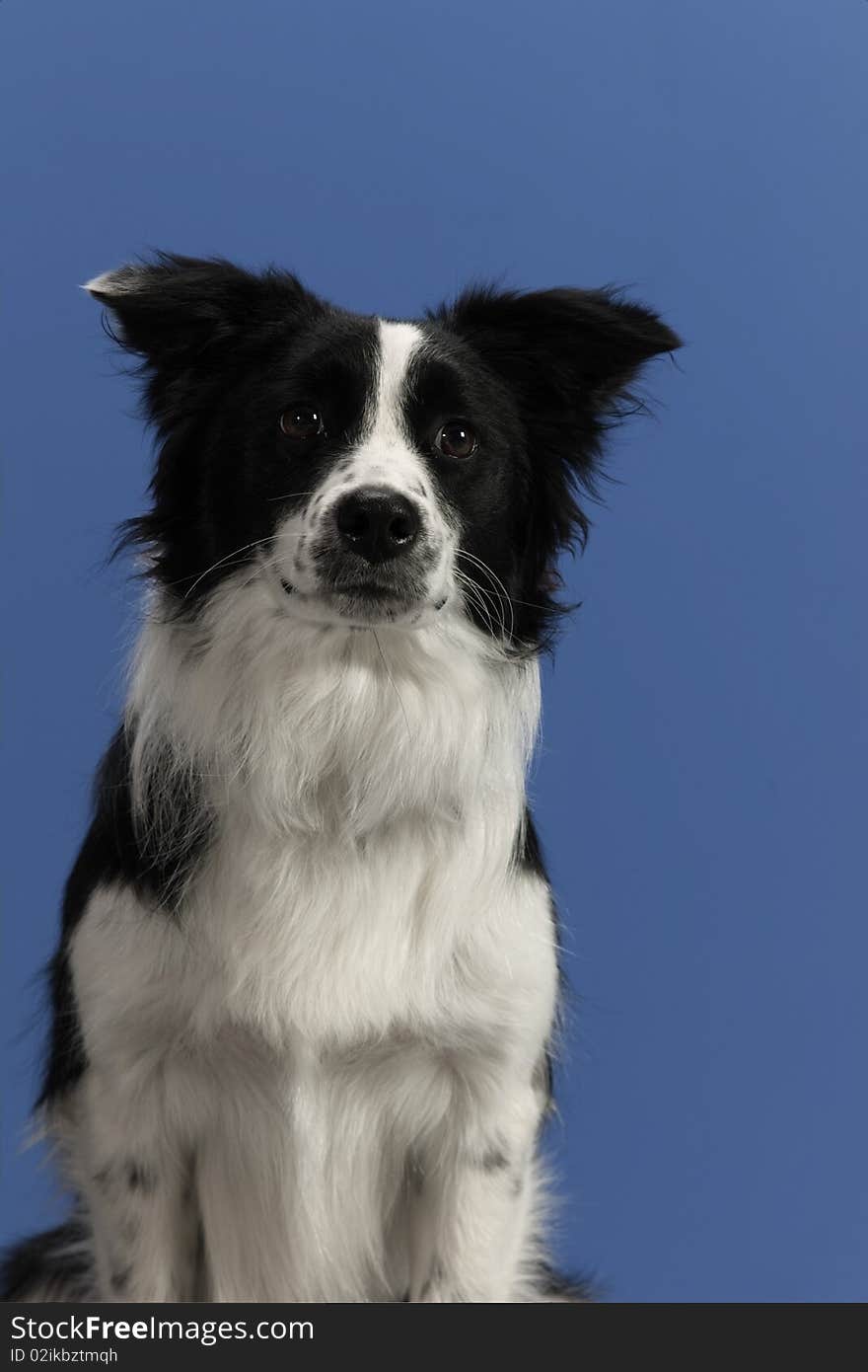 Dog Portrait On Blue Background