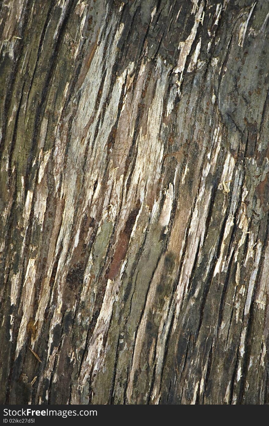 Abstract Tree Bark Background