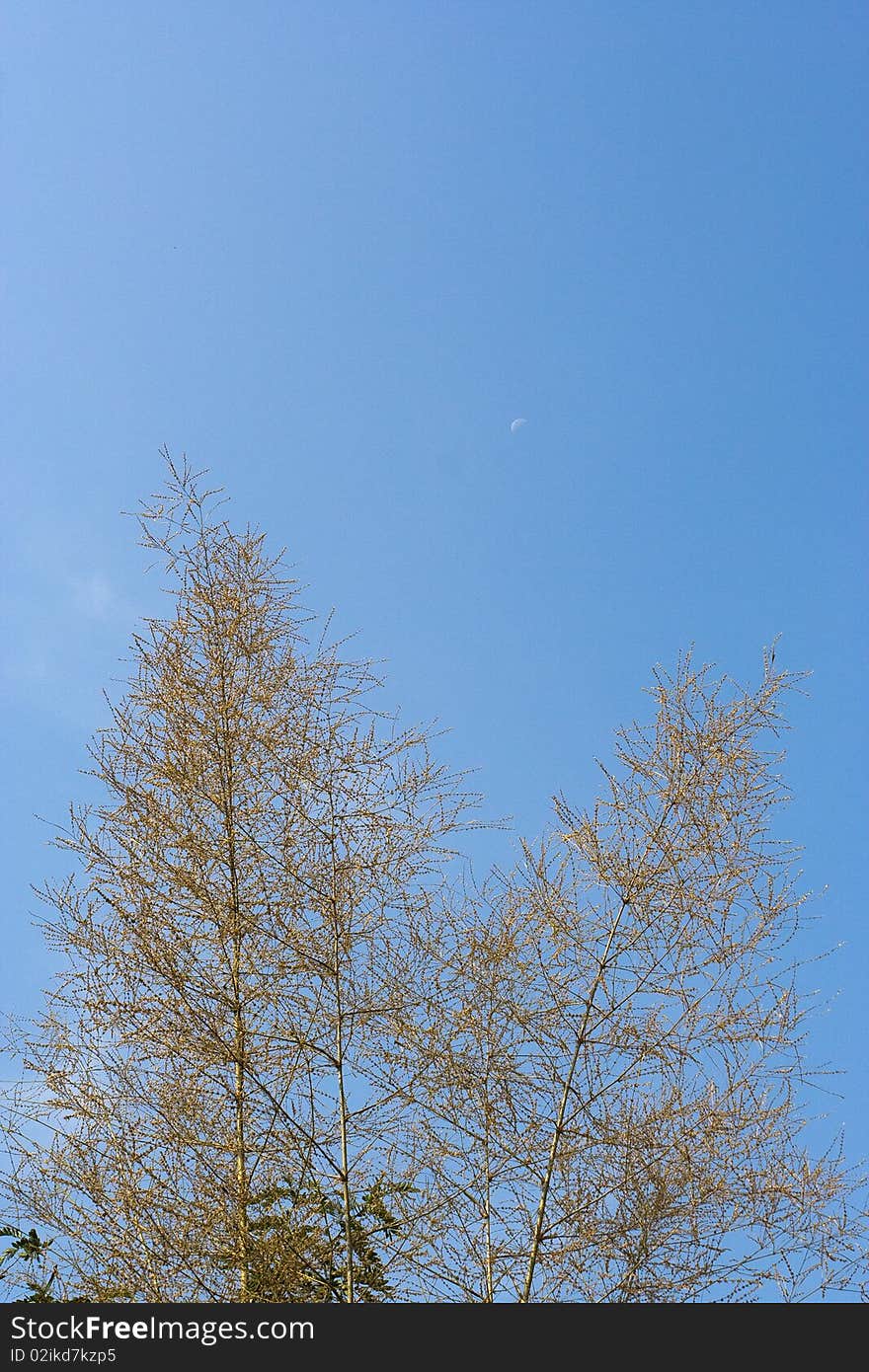 Death tree with blue background.