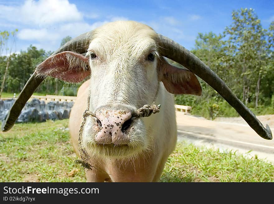 Waterbuffalo