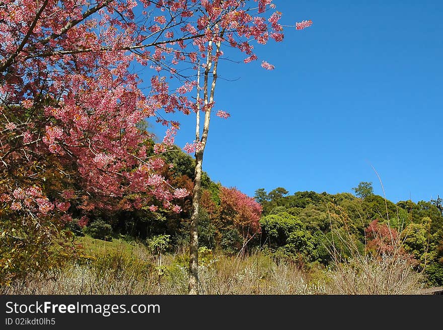 Blue Sky