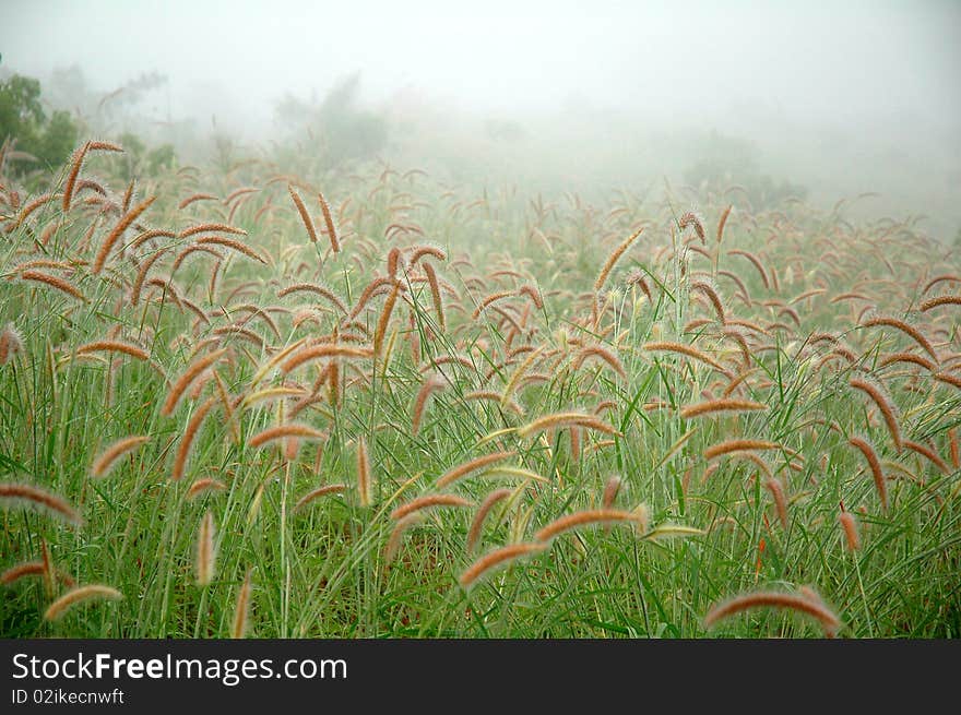 Grassland