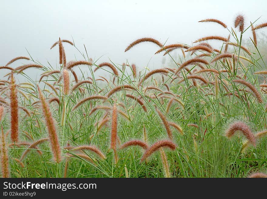 Grassland