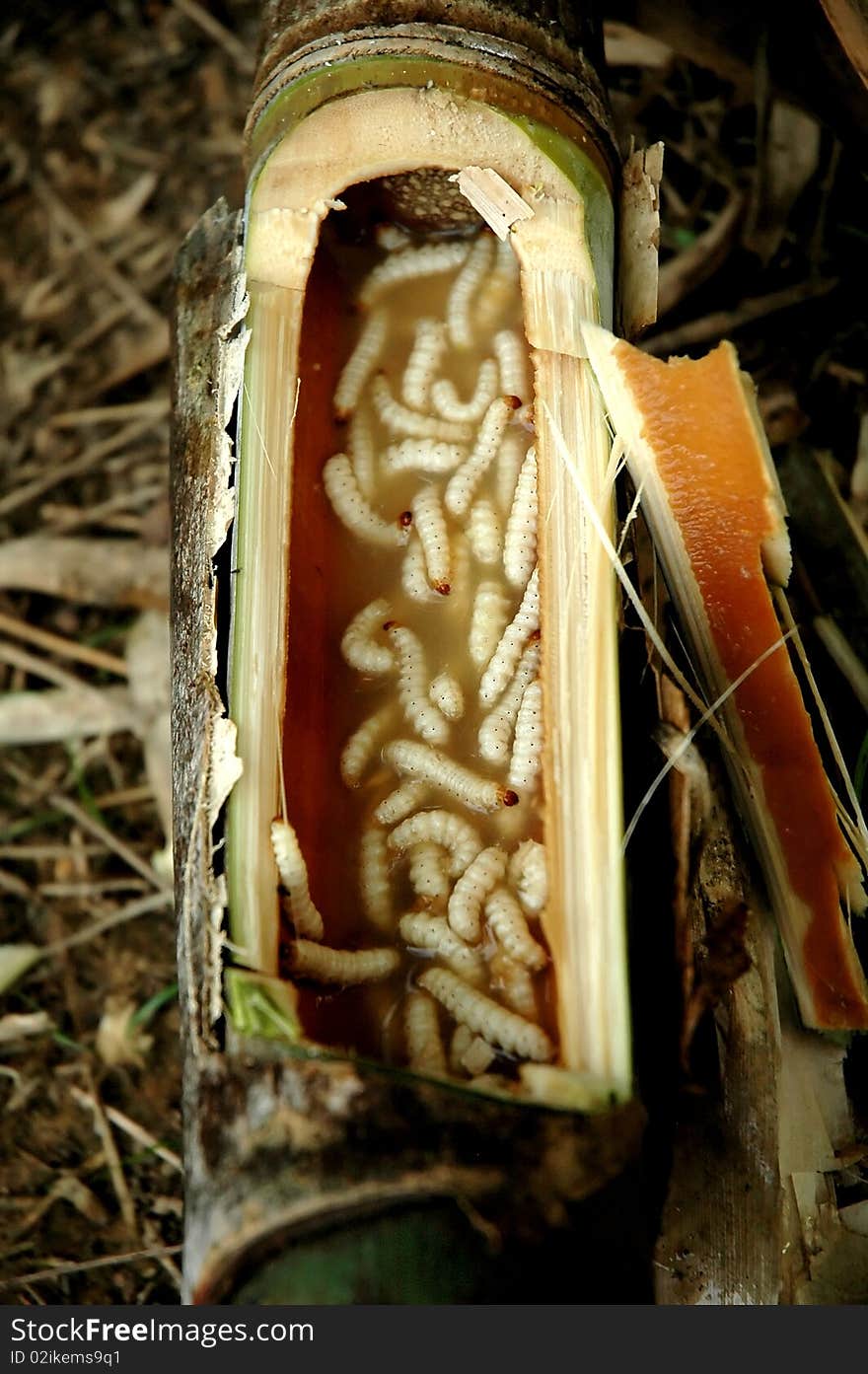 Bamboo Caterpillar